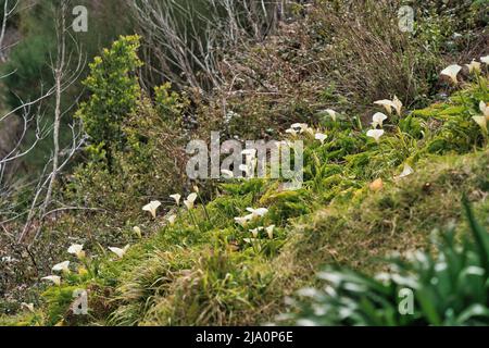 Close up view of Calla Lilies in a valley, Madeira, Portugal Stock Photo