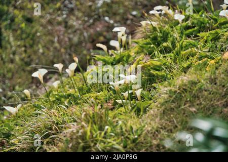 Close up view of Calla Lilies in a valley, Madeira, Portugal Stock Photo