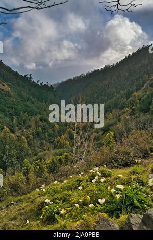 Close up view of Calla Lilies in a valley, Madeira, Portugal Stock Photo