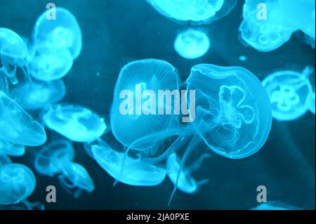 Aurelia aurita also called moon jellyfish, moon jelly or saucer jelly swimming in Aquarium jelly fish tank Stock Photo
