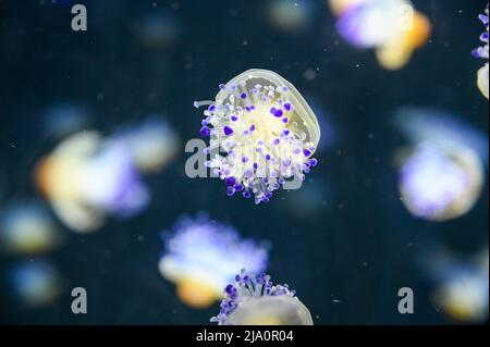 Fried egg jellyfish also known as egg-yolk jellyfish, Phacellophora camtschatica swimming in Aquarium Jelly fish tank Stock Photo