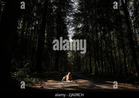 German Shepherd dog lies on road among dense coniferous forest in ray of sunlight and poses beautifully. Thoroughbred domestic dog in pine forest on t