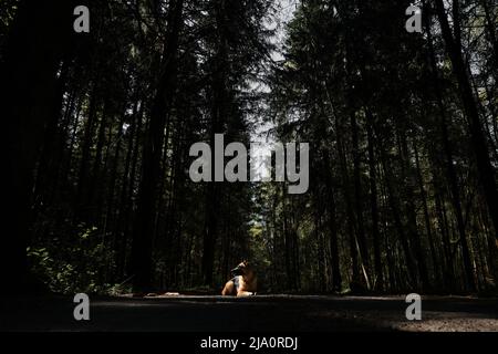 German Shepherd dog lies on road among dense coniferous forest in ray of sunlight and poses beautifully. Thoroughbred domestic dog in pine forest on t