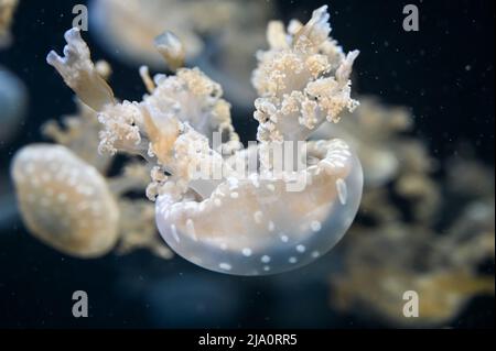 White spotted jellyfish also known as Phyllorhiza punctata, floating bell, Australian spotted jellyfish, brown jellyfish or the white-spotted jellyfis Stock Photo