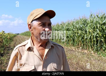 Old farmer stands on a green cornfield, smiling elderly man in baseball cap inspects the crop. Work on farm in a sunny day, high corn stalks Stock Photo