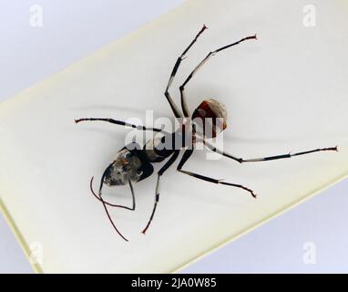 Perspex encased specimen seen from above on a white background Dinomyrmex gigas giant forest ant Stock Photo