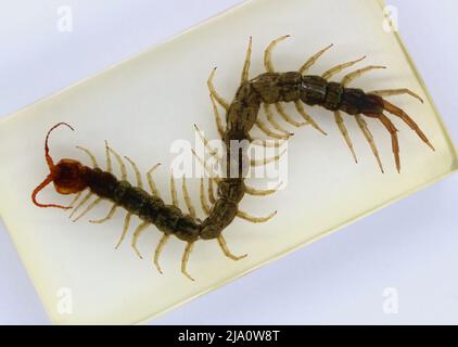 Scolopendromorpha tropical centipede encased specimen seen from above on a white background Stock Photo