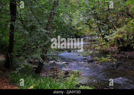 River Teign running through Fingle Woods, Dartmoor National Park Stock Photo