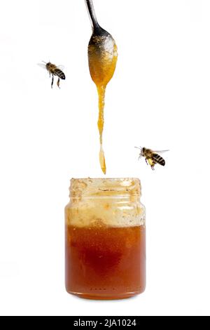 Two bees hovering around a spoon of honey dripping into a jar on a white background Stock Photo