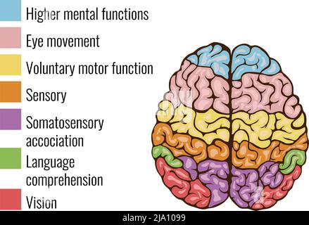Human brain anatomy function area mind system infographic composition with text legend keys and colorful areas vector illustration Stock Vector