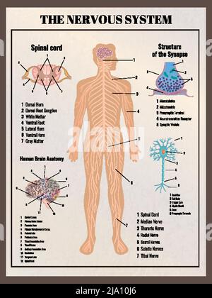 Neurology poster with retro vintage style infographic elements images of body innards and editable text captions vector illustration Stock Vector