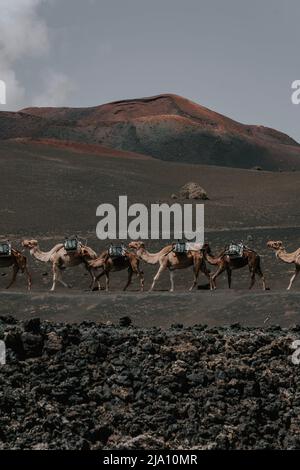 Kamele in der Vulkanlandschaft von Timanfaya - Lanzarote 2 Stock Photo