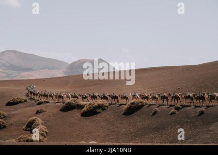 Kamele in der Vulkanlandschaft von Timanfaya - Lanzarote 1 Stock Photo