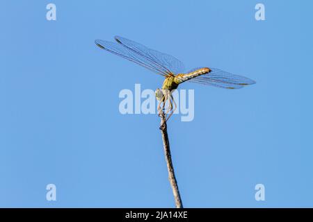 Image an insect of a dragonfly sitting on a tree twig Stock Photo