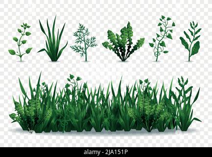 Realistic fresh green grasses and plants isolated on transparent background vector illustration Stock Vector
