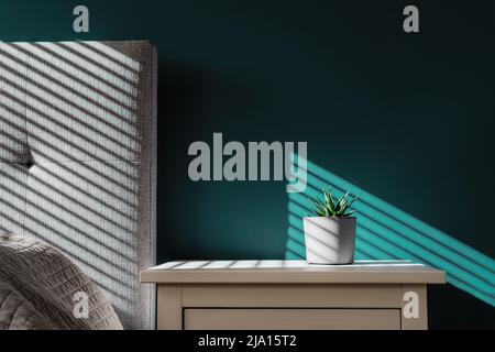 Succulent in plant pot with decorative shadows on green, turquoise wall and bedside table in bedroom interior. Game of shadows on wall from window at Stock Photo