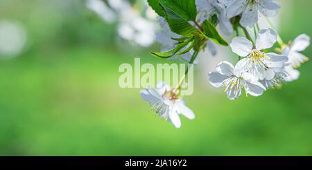 Flowering branches of an apple tree on a background of greenery. Stock Photo