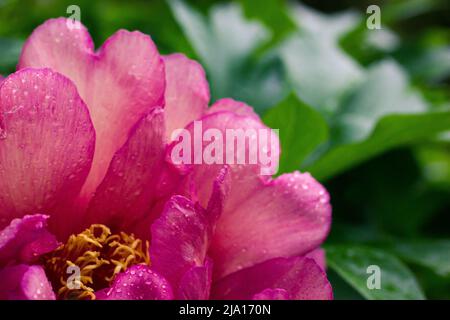 Rose tree peony bud delicate fragrant petals on green natural background. Blooming flowers in spring botanical garden, park. Flower after summer rain. Stock Photo