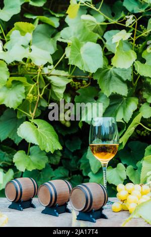 Winery concept. Glass of Chardonnay, Sauvignon white wine with miniature wine barrels on the wooden table with grape berries on background of vineyard Stock Photo