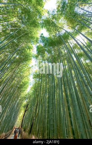 Japan. Kyoto. Arashiyama Bamboo Grove Stock Photo