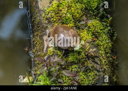 Adult painted turtle sunbathing on a log in the water covered with moss and plants at the wetlands on a sunny warm day in springtime Stock Photo