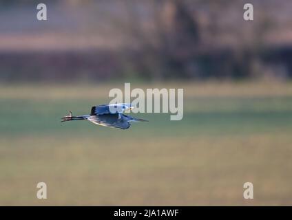 A Grey Heron (Ardea cinerea), caught in flight against an agricultural  background . Suffolk, UK. Stock Photo
