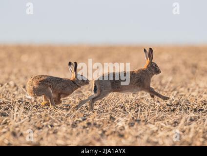 Mad March Hares, showing courtship behaviour, with a female getting chased across the stubble by the amorous male . Suffolk, UK Stock Photo