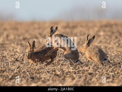 Love triangle , three Mad March Hares, showing courtship behaviour, with a female getting all the attention from the males . Suffolk, UK Stock Photo
