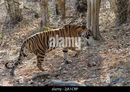 A tiger female walking in the forest in India, Madhya Pradesh Stock Photo