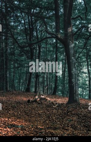 A beautiful game of spring lights in a Kashubian forest Stock Photo
