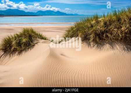 Sand dunes and marram grass at Newborough in the south west of Anglesey, a coastal nature reserve of sand dunes and beach Stock Photo