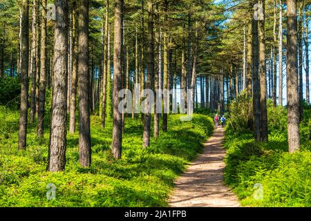 Newborough in the south west of Anglesey is a coastal nature reserve of sand dunes, forest and beach. A couple walk in the forest Stock Photo