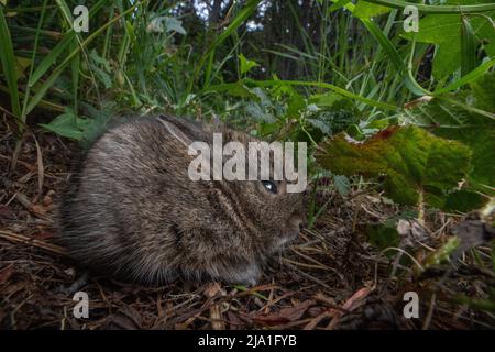 A baby or kit brush rabbit (Sylvilagus bachmani) hidden in the vegetation in Point Reyes national seashore in Marin county, California. Stock Photo