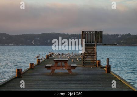 brew with seagulls Stock Photo