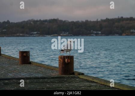 brew with seagulls Stock Photo