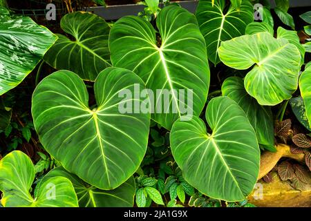 Philodendrons with large leaves in a humid tropical greenhouse Stock Photo