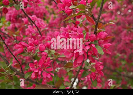 Japanese flowering Crabapple Tree in Full Bloom in Spring with Beautiful Fragrant Pink Flowers Stock Photo