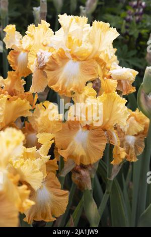 Iris 'Honeycomb'. Stock Photo