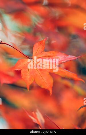 Autumn Mapple leaf Stock Photo