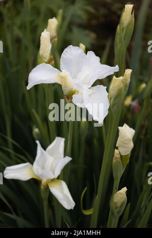 Iris Sibirica 'Swans in Flight'. Stock Photo