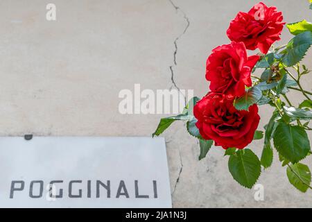 Three beautiful red roses with in the background a wall with a crack and the Pogginali street plate, Carmignano, Prato, Italy Stock Photo