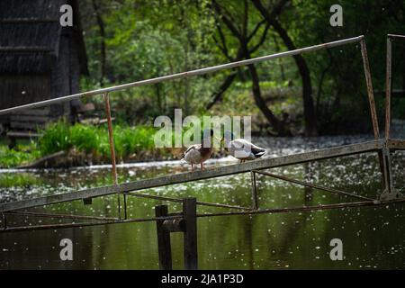 Two male mallard ducks standing on a bride above fishing lake while looking at each other, with lots of poplar fluff in the background Stock Photo