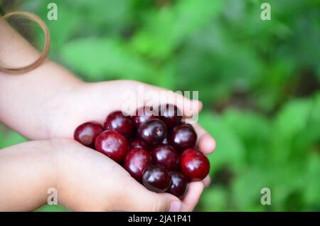 young girl with big red cherries in her hands. Cherries with leaves and stalks. One person on the natural green background. Big variety of cherries. Stock Photo