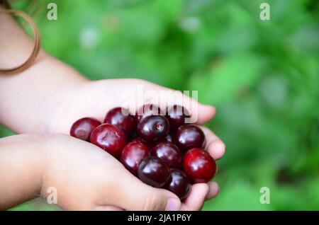 young girl with big red cherries in her hands. Cherries with leaves and stalks. One person on the natural green background. Big variety of cherries. Stock Photo