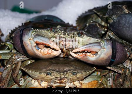 group of mud crabs on ice in a market stall for sell Stock Photo