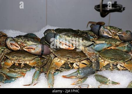 group of fresh mud crabs on ice in a market stall for sell in dubai Stock Photo