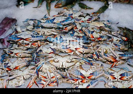 group of fresh blue crabs on ice in a market stall for sell in dubai Stock Photo