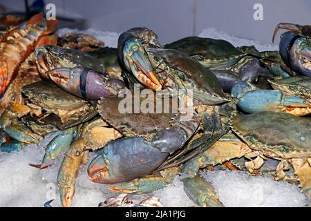 group of colorful mud crabs on ice in a market stall for sell Stock Photo