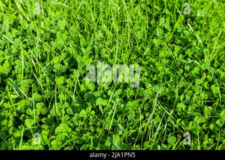 Fresh green summer meadow background, natural photo with grass and clover leaves Stock Photo