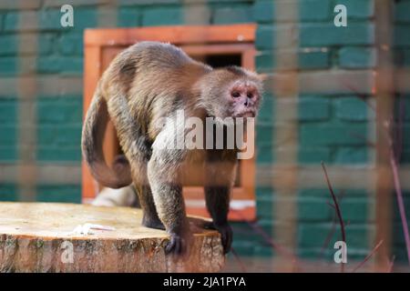 Defocus cute monkey lives in a natural forest of Thailand. Sad monkey in zoo. Monkeypox virus. Green background. Out of focus. Stock Photo